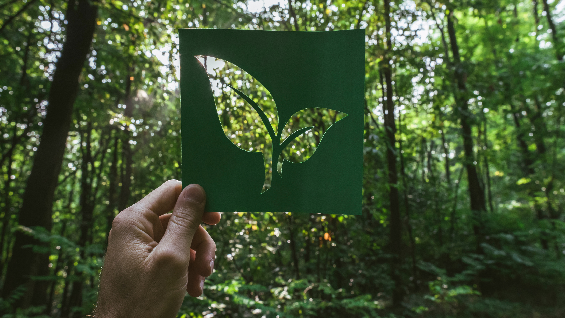 Wie Holz Ihr Zuhause schöner und klimafreundlicher macht
